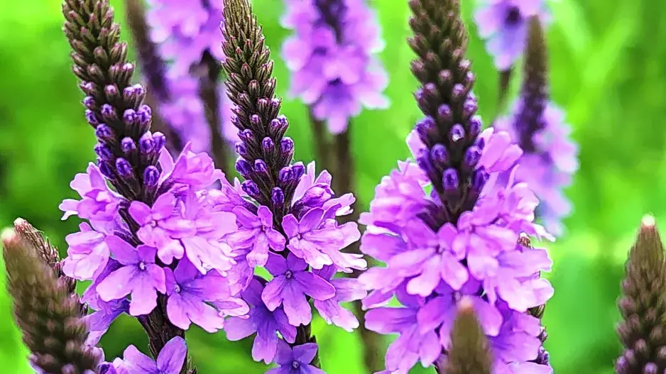 Sporýš přímý (Verbena stricta) 
