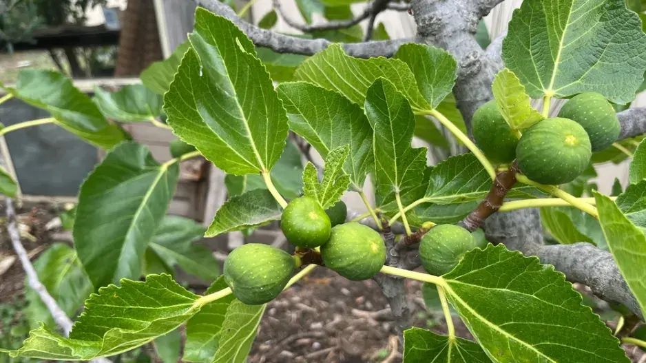 Pěstování fíkovníku