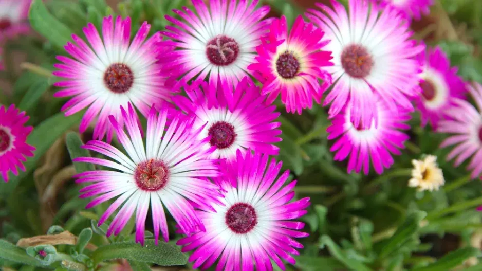 Kosmatec sedmikráskovitý (Dorotheanthus bellidiformis) 