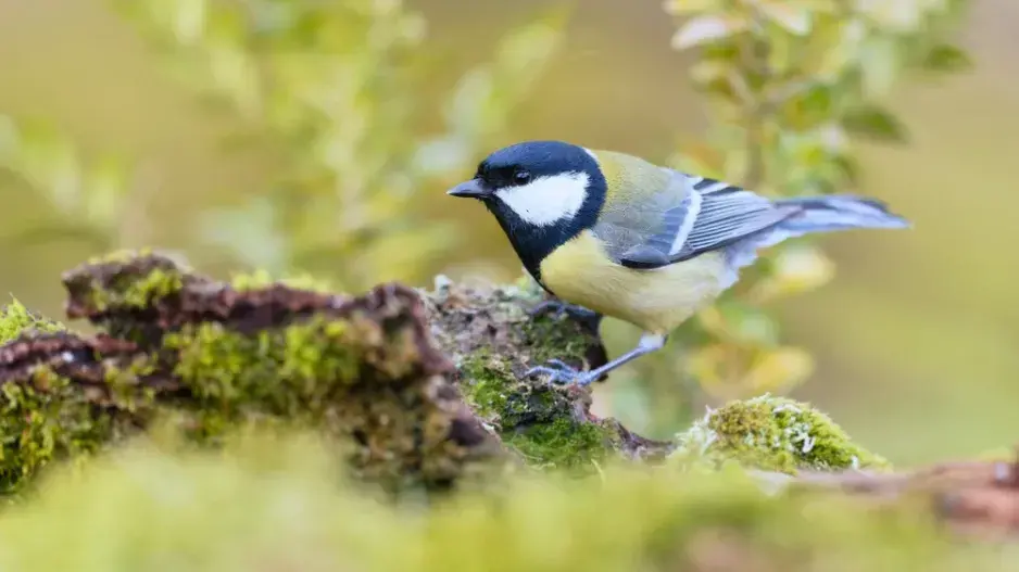 Staré stromy na zahradě sýkorky 