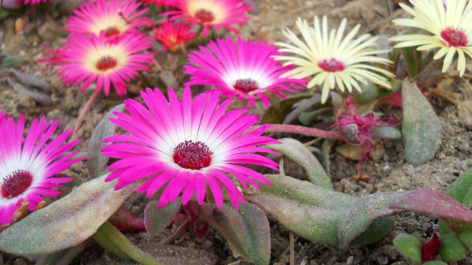 Kosmatec sedmikráskovitý (Dorotheanthus bellidiformis) 