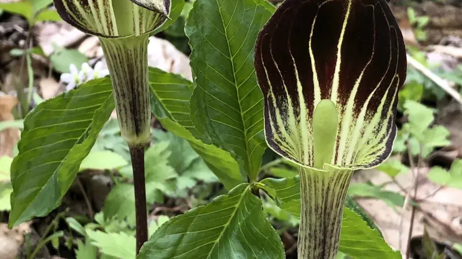 Arizéma je skutečná kráska