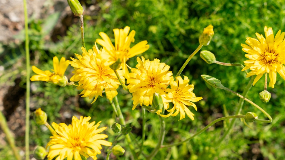 Černý kořen (Scorzonera hispanica)