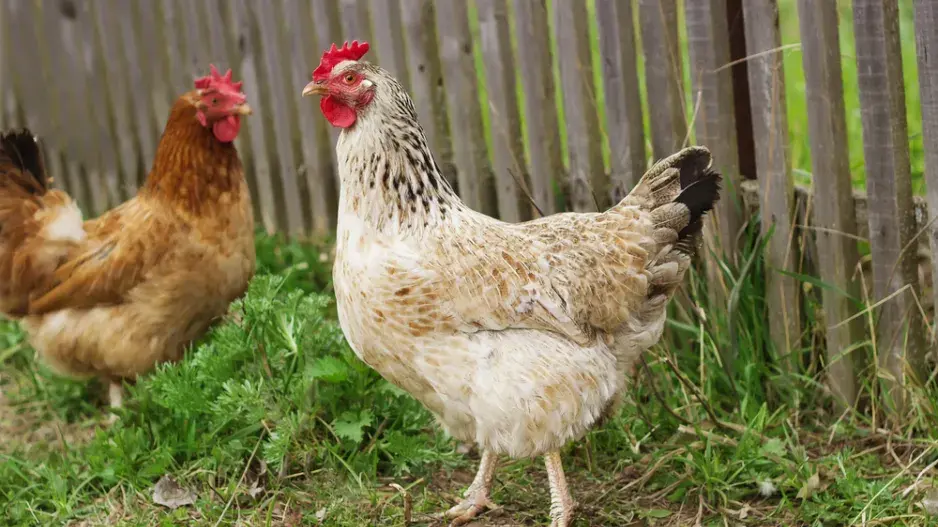 Slepice v zahradě Slepice v zahradě