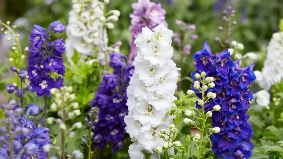 Stračka (Delphinium)