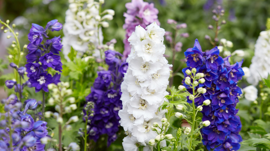 Stračka (Delphinium) 