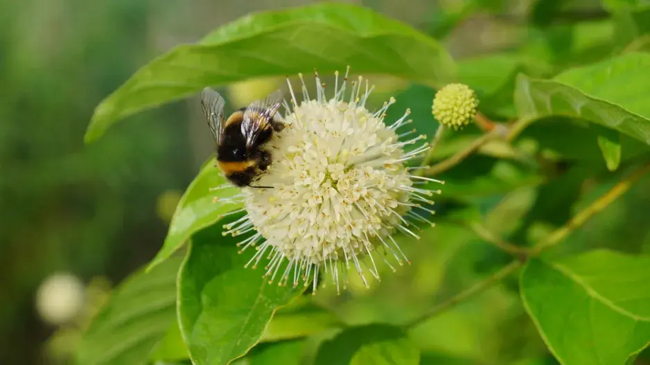 Hlavoš západní (Cephalanthus occidentalis)