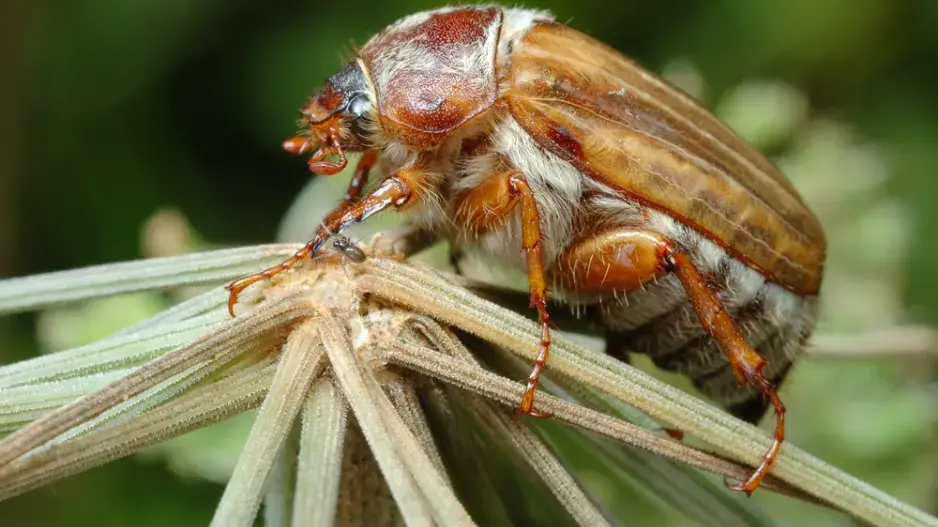 Chroustek letní Chroustek letní