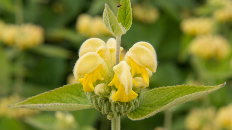 Sápa Russelova (Phlomis russeliana)