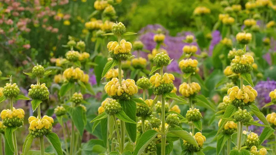 Sápa Russelova (Phlomis russeliana)