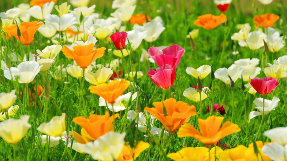 Sluncovka kalifornská (Eschscholzia californica)