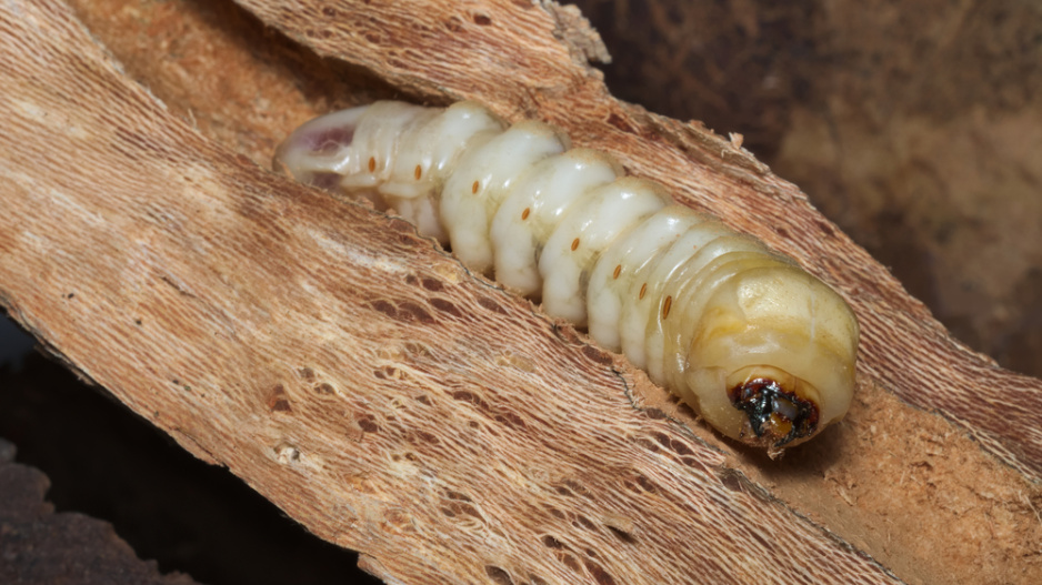 Larva neboli ponrava roháče obecného