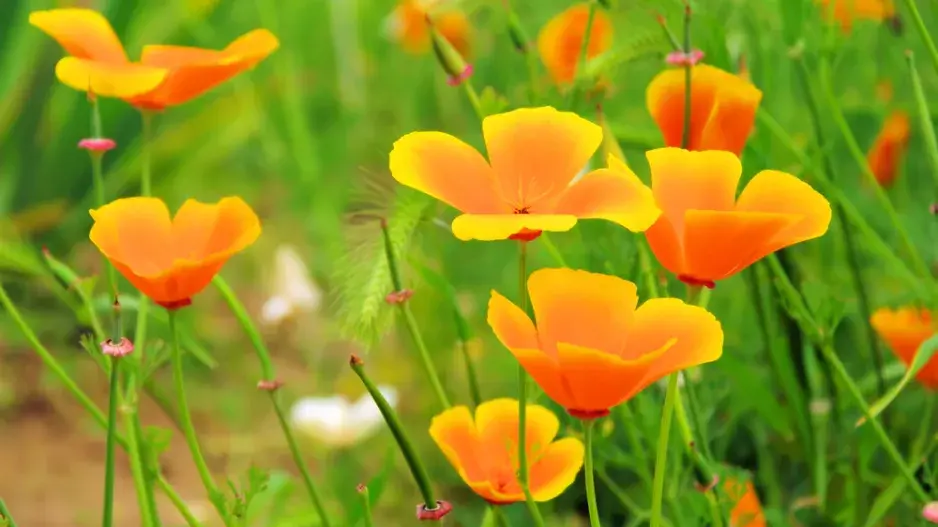 Sluncovka kalifornská (Eschscholzia californica)