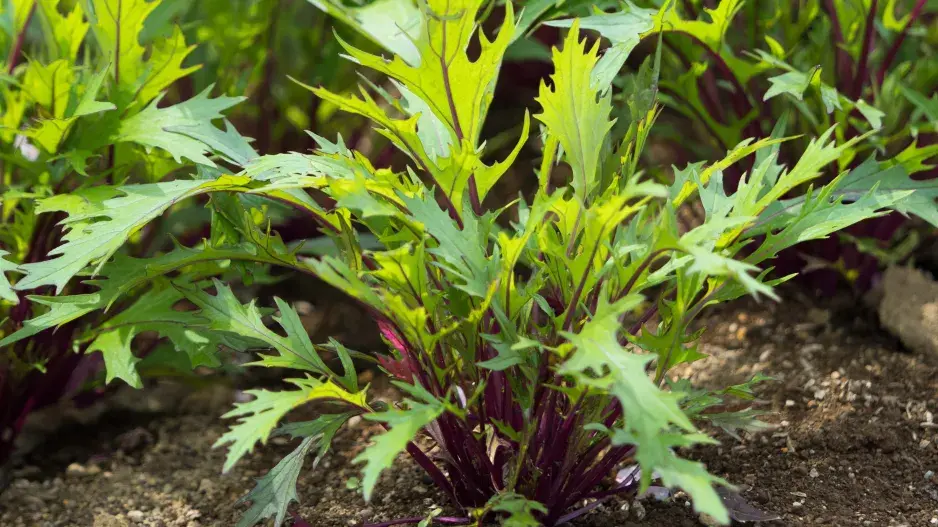 Mizuna (Brassica campestris Japonica) 