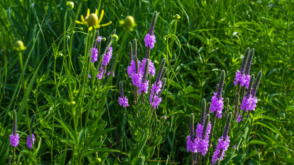 Sporýš přímý (Verbena stricta) 