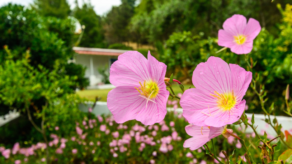 Pupalka nádherná (Oenothera speciosa) 