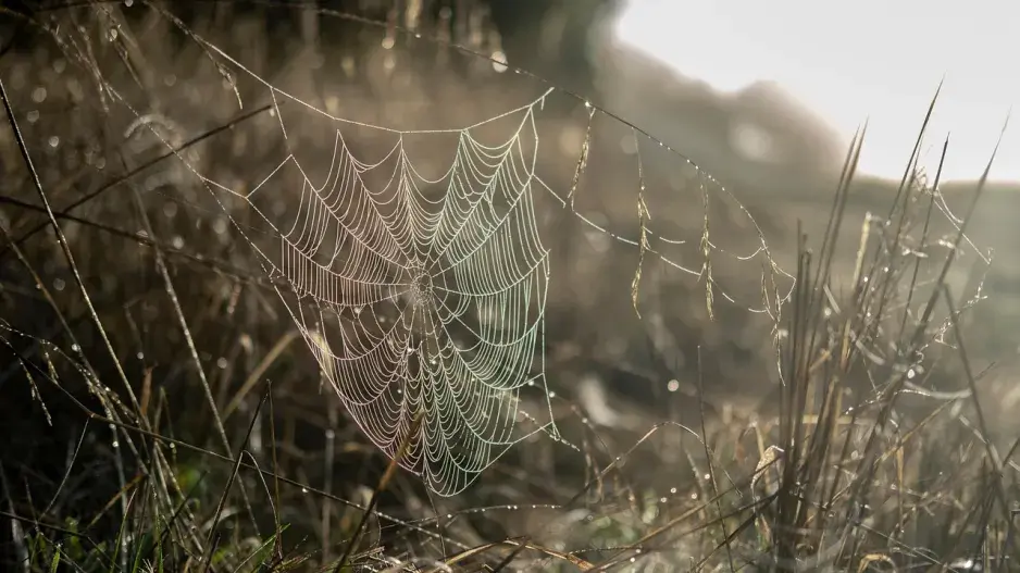 Ranní rosa na pavučině a stéblech trávy.