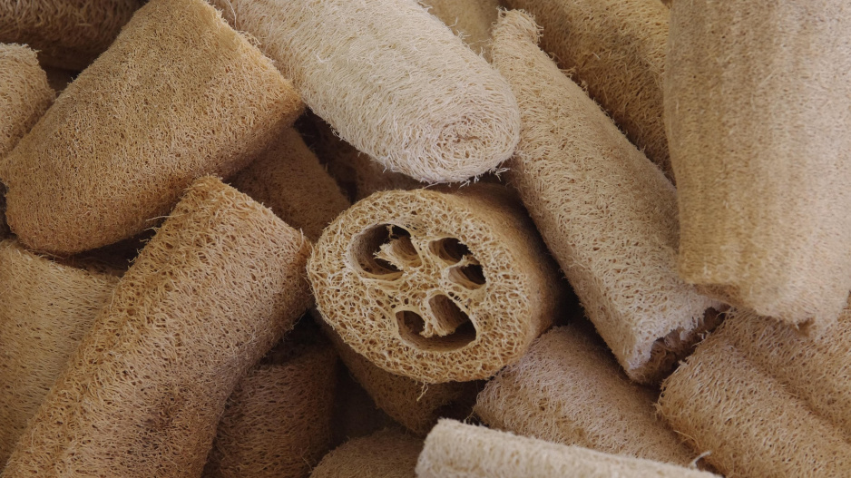 Lufa válcovitá (Luffa cylindrica či Luffa aegyptiaca) 