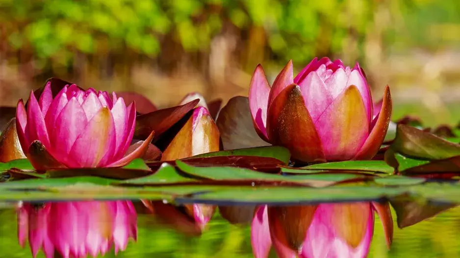 Růžové trvalky Růžové trvalky