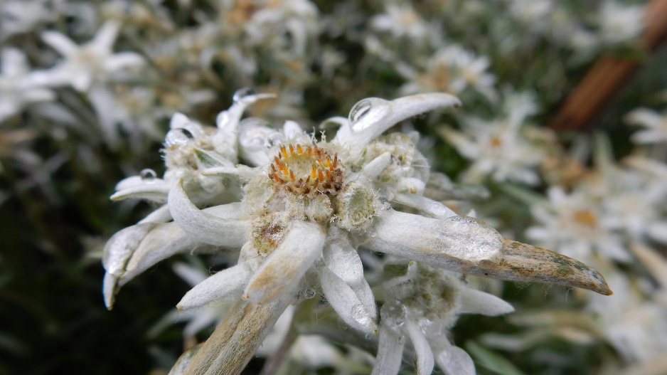 Alpská protěž (Leontopodium alpinum) 