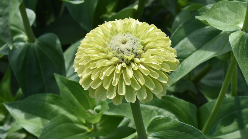 Cínie neboli ostálka lepá (Zinnia elegans)