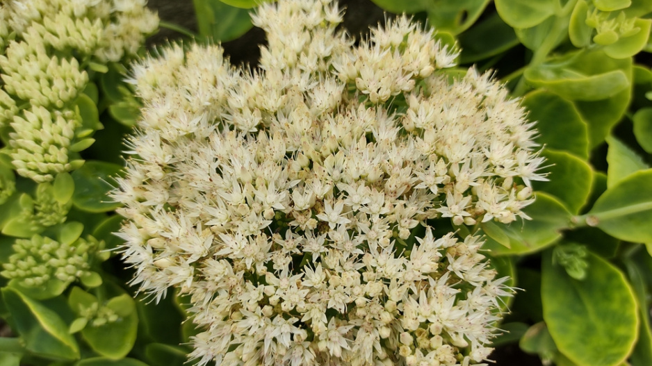 Rozchodníkovce (Hylotelephium) 