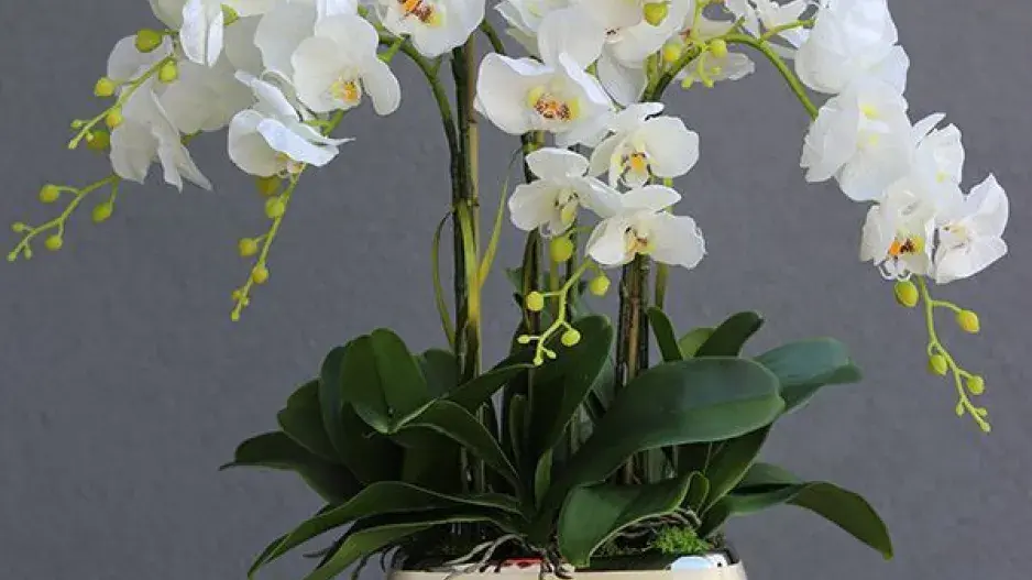 Orchideje a substrát