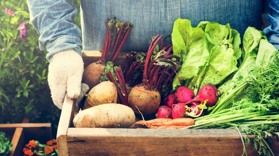 Bohatá a zdravá úroda 