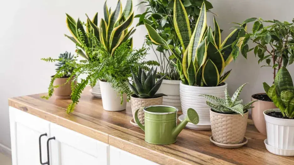 Pokojové rostliny na školním parapetu