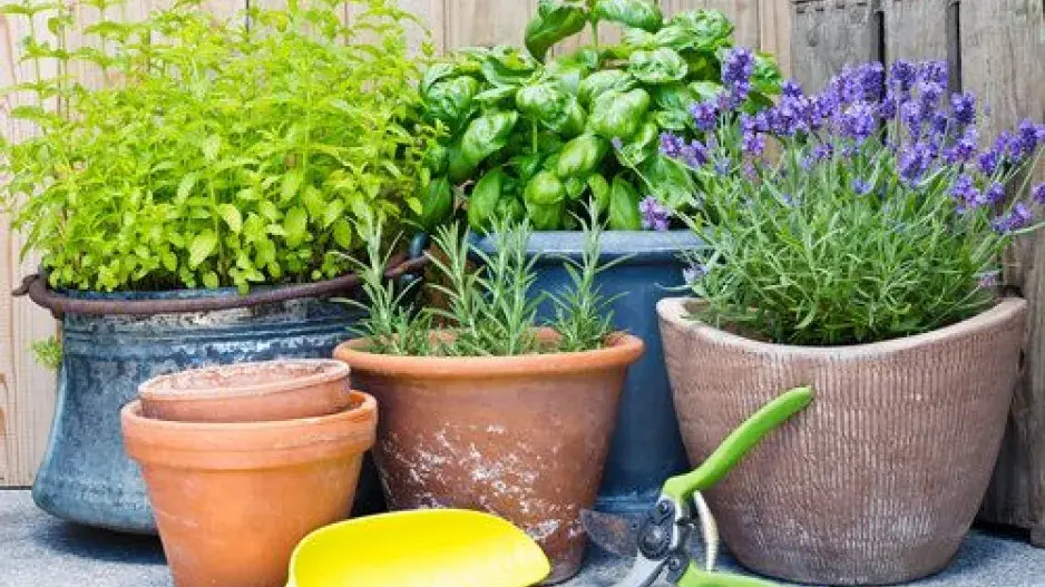 Rostliny proti komárům