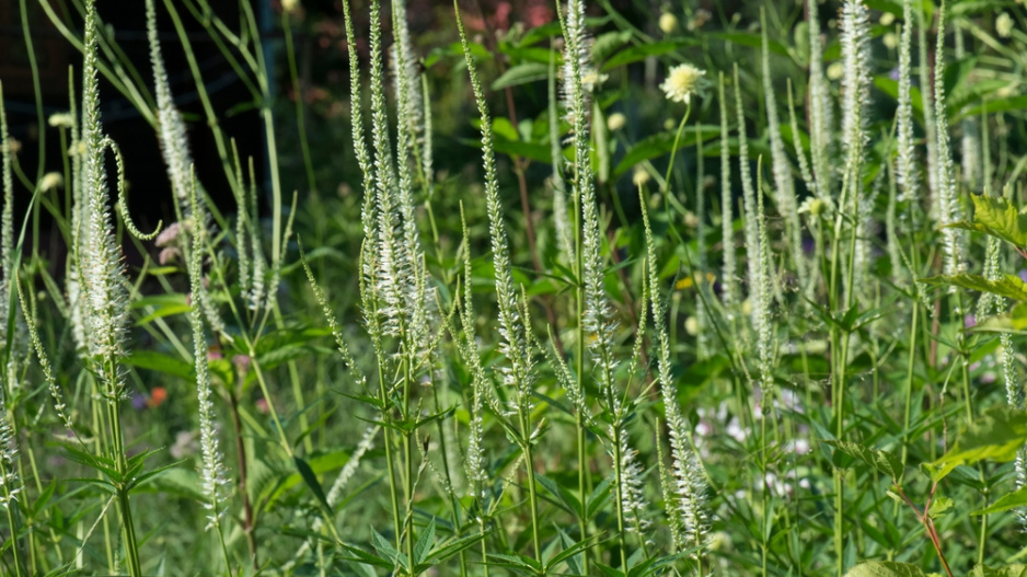 Rozrazilovec viržinský (Veronicastrum virginicum) 