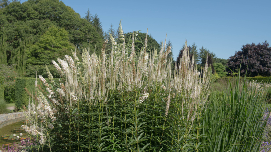 Rozrazilovec viržinský (Veronicastrum virginicum) 
