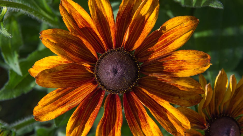 Třapatka srstnatá (Rudbeckia hirta) 