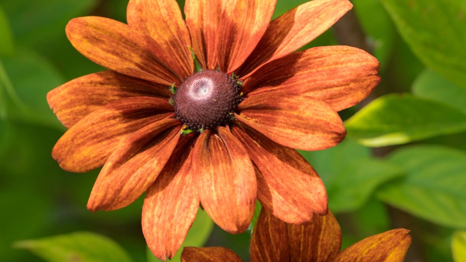 Třapatka srstnatá (Rudbeckia hirta) 