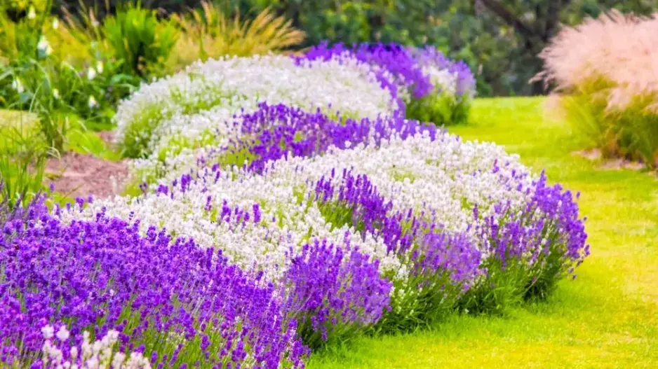 Pěstování levandule