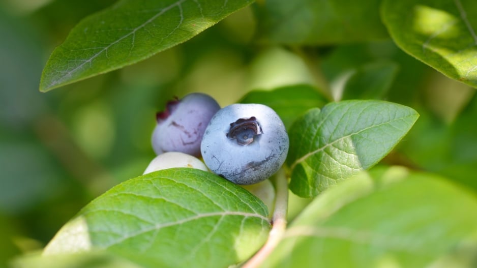 Borůvka chocholičnatá neboli zahradní borůvka (Vaccinium corymbosum) 