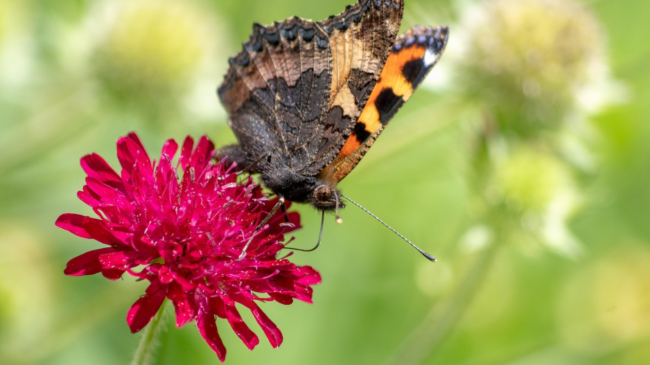 Chrastavec makedonský (Knautia macedonica) 