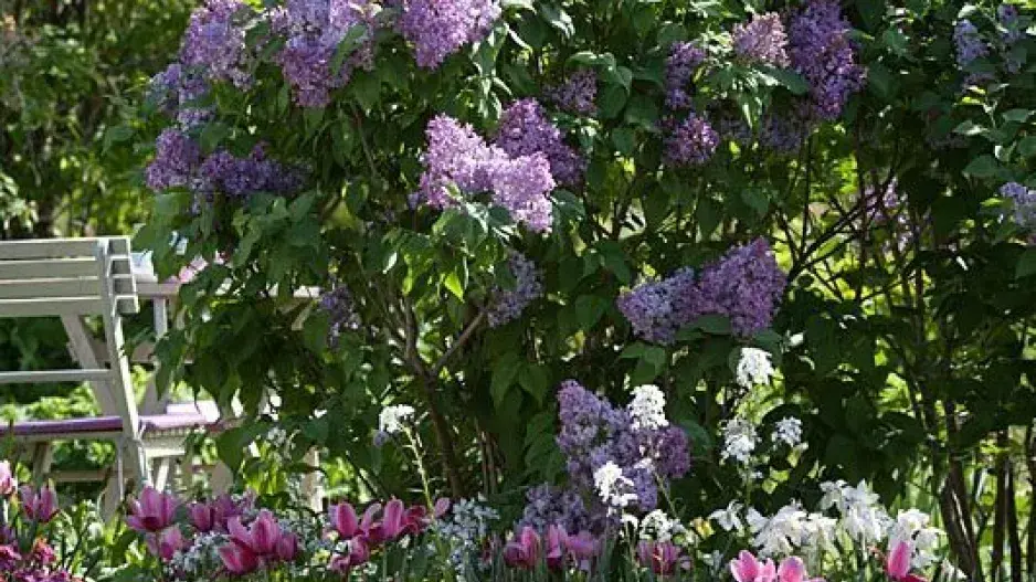 Šeřík na zahradě