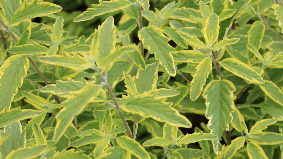 Ořechokřídlec clandonský (Caryopteris × clandonensis)  Ořechokřídlec clandonský (Caryopteris × clandonensis)