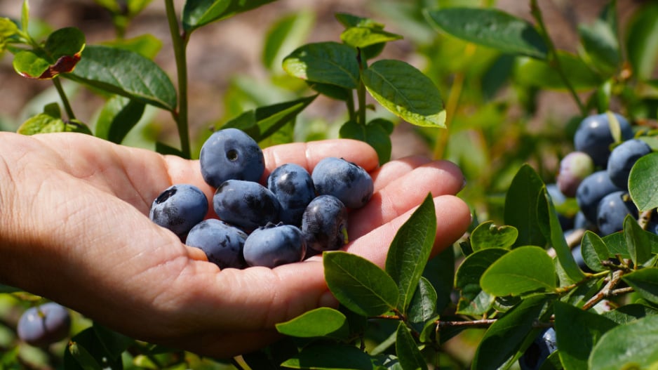Borůvka chocholičnatá neboli zahradní borůvka (Vaccinium corymbosum) 
