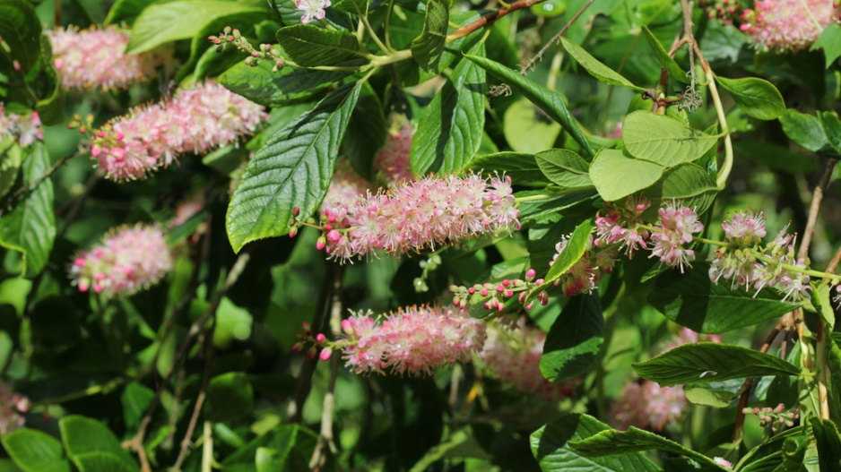 Jochovec olšolistý (Clethra alnifolia) 