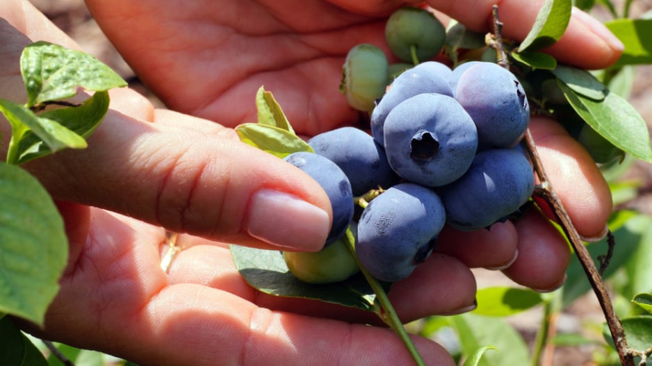 Borůvka chocholičnatá neboli zahradní borůvka (Vaccinium corymbosum) 