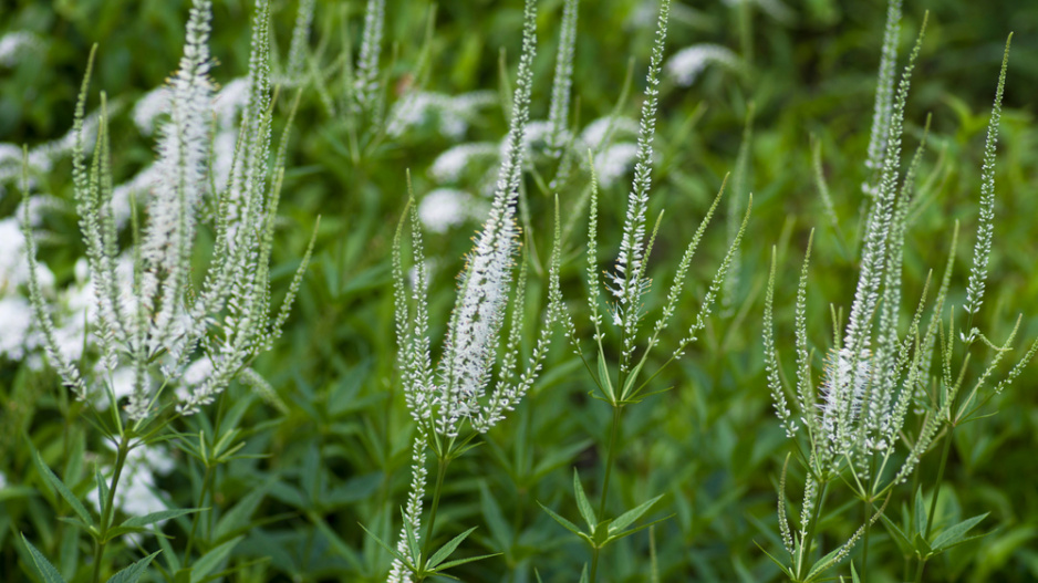 Rozrazilovec viržinský (Veronicastrum virginicum) 