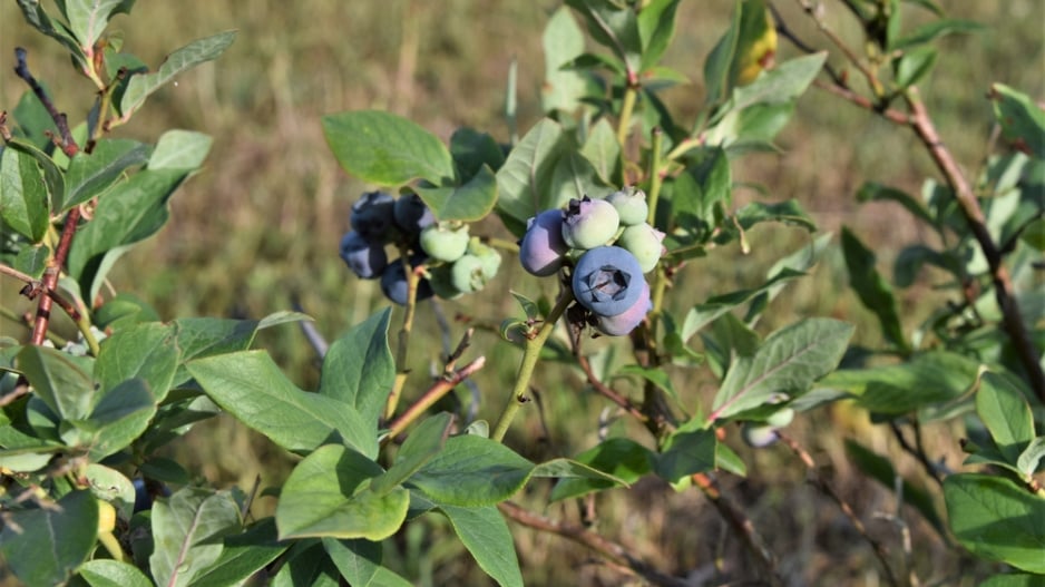 Borůvka chocholičnatá neboli zahradní borůvka (Vaccinium corymbosum) 