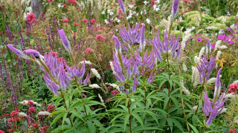 Rozrazilovec viržinský (Veronicastrum virginicum)