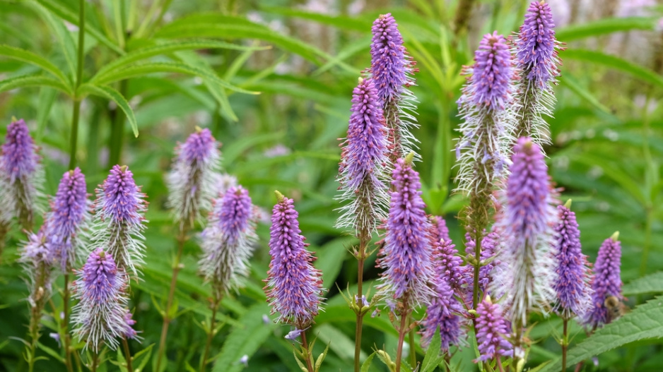 Rozrazilovec viržinský (Veronicastrum virginicum) 