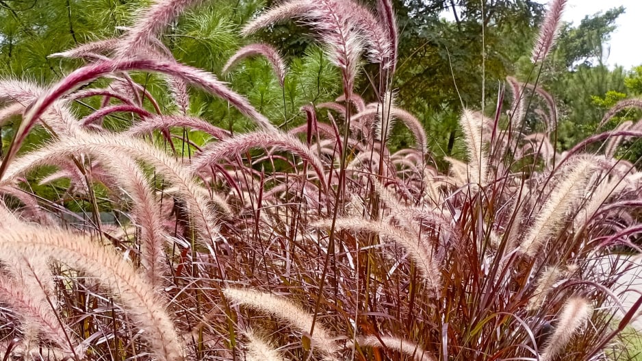 Dochan setý (Pennisetum setaceum)