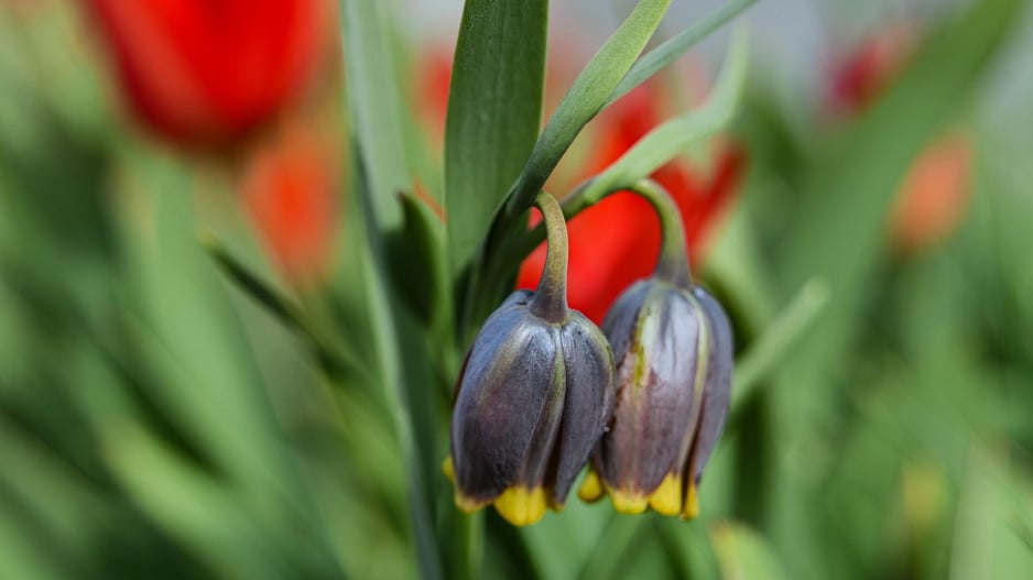 Řebčík Michajlovského (Fritillaria michailovskyi)