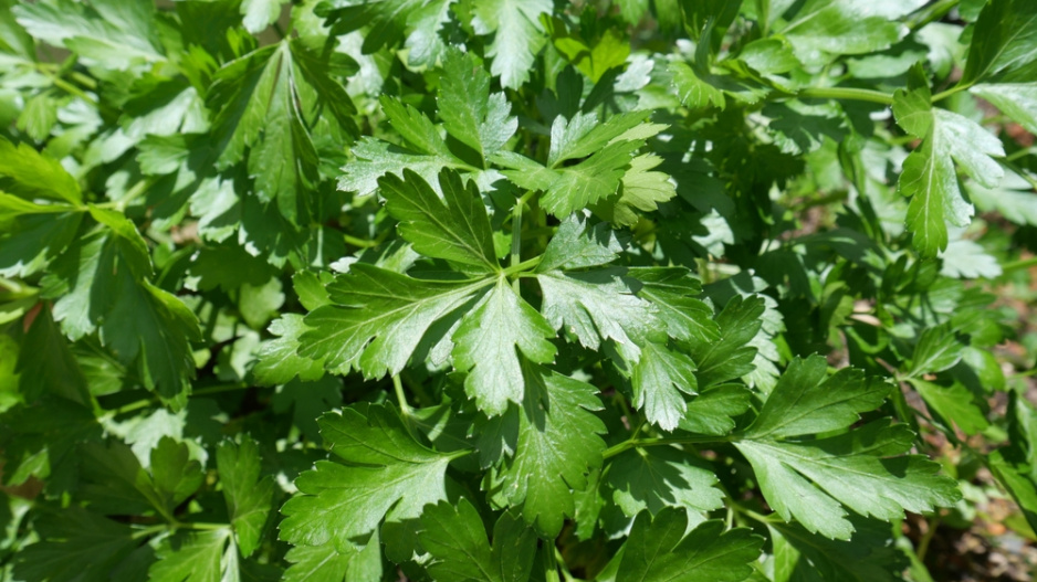 Petržel zahradní naťová (Petroselinum crispum) 
