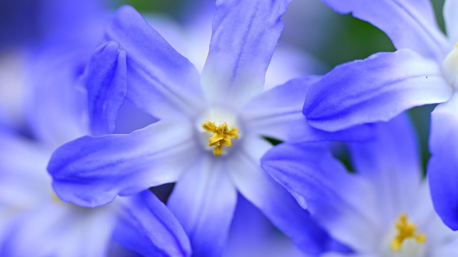 Ladoňka bleděmodrá (Chionodoxa forbesii)